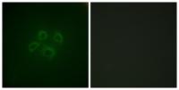 GRB10 Polyclonal Antibody