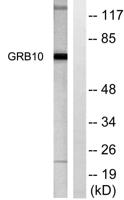 GRB10 Polyclonal Antibody