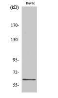 GRB14 Polyclonal Antibody