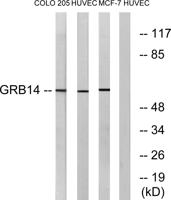 GRB14 Polyclonal Antibody