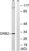 GRB2 Polyclonal Antibody