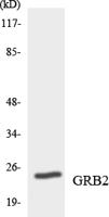 GRB2 Polyclonal Antibody