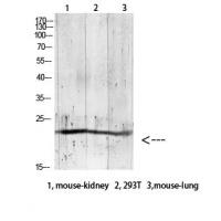 Gremlin-2 Polyclonal Antibody