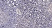 GRIF-1 Polyclonal Antibody