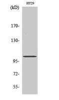 GRIN1 Polyclonal Antibody