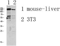 GRIN2D Polyclonal Antibody