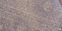 GRIP-1 Polyclonal Antibody