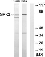 GRK 3 Polyclonal Antibody