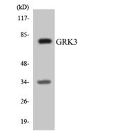 GRK 3 Polyclonal Antibody