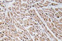 GROγ Polyclonal Antibody