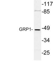 GRP1 Polyclonal Antibody