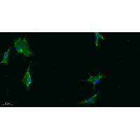 GRP78 BiP Polyclonal Antibody