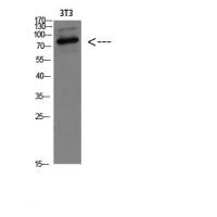 GRP78 BiP Polyclonal Antibody