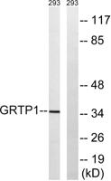 GRTP1 Polyclonal Antibody
