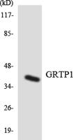 GRTP1 Polyclonal Antibody