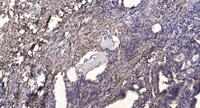 GRTP1 Polyclonal Antibody