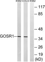 GS28 Polyclonal Antibody