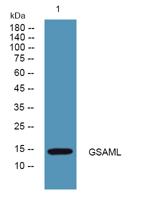 GSAML Polyclonal Antibody