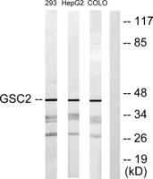 GSC2 Polyclonal Antibody