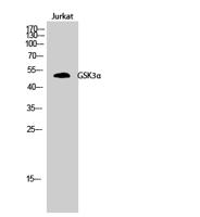 GSK3α Polyclonal Antibody