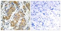 GSK3α Polyclonal Antibody
