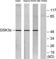 GSK3α Polyclonal Antibody