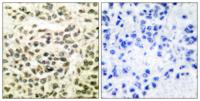 GSK3α/β Polyclonal Antibody