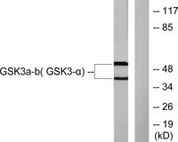 GSK3α/β Polyclonal Antibody