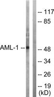 RUNX1 Polyclonal Antibody