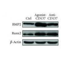RUNX2 Polyclonal Antibody