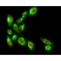 RUNX2 Polyclonal Antibody