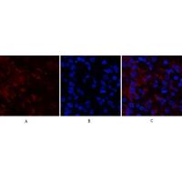 RUNX2 Polyclonal Antibody