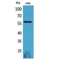 RUNX2 Polyclonal Antibody