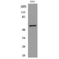 RUNX2 Polyclonal Antibody