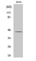 RUNX3 Polyclonal Antibody