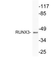 RUNX3 Polyclonal Antibody
