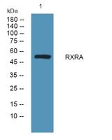 RXRA Polyclonal Antibody