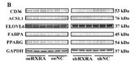 RXRA Polyclonal Antibody