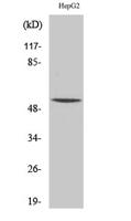 RXRγ Polyclonal Antibody