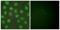 RXRγ Polyclonal Antibody