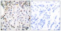 RXRγ Polyclonal Antibody