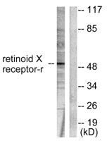 RXRγ Polyclonal Antibody