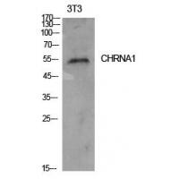 AChRα1 Polyclonal Antibody