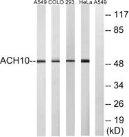 AChRα10 Polyclonal Antibody