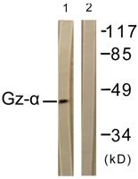 Gz-α Polyclonal Antibody