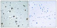 Gα olf Polyclonal Antibody