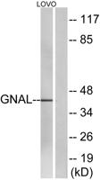 Gα olf Polyclonal Antibody