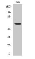 HABP2 Polyclonal Antibody