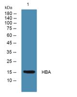 HBA Polyclonal Antibody