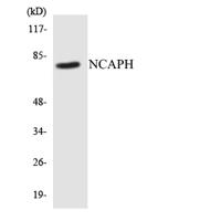 hCAP-H Polyclonal Antibody